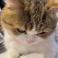 飼い主のメイク道具の上に座る猫