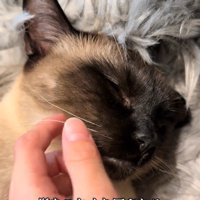 猫の顔
