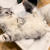 先輩猫こゆきちゃん