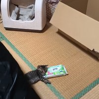 畳の上でゴロゴロ