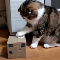 箱のボタンを押す猫