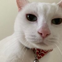 室内にいる猫