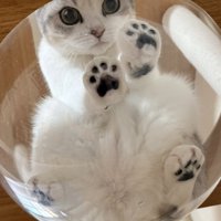 透明ボウルに乗る猫の様子
