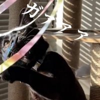 猫じゃらしにじゃれている猫