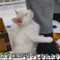 食欲より睡魔が