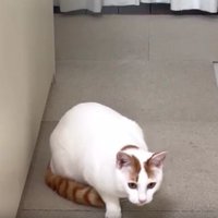 室内にいる猫