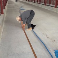 ホースを見つめる子猫