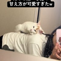 カメラ目線の猫