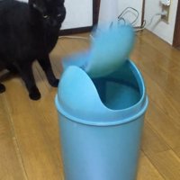 後ずさりする猫