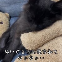 寝ている子猫