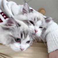 抱っこされる2匹の猫