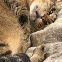 寝ながら目を開けている猫