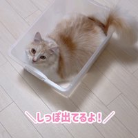 ケースに入る猫