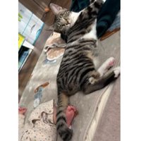 室内にいる猫