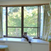窓際に設置されたアルミベッドで寛ぐ長毛猫