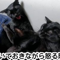 怒る猫