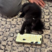 スマホで遊ぶ様子