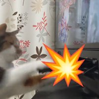 2回目の猫パンチをする猫