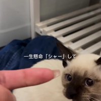 威嚇する猫