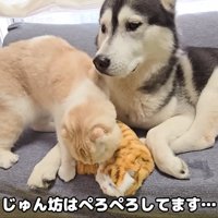 子猫の人形をなめる猫さん