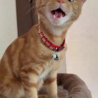 口を開ける子猫