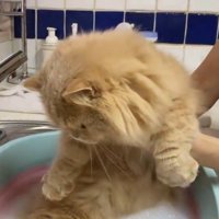 湯船の中に浸かった足を見つめるミヌエット