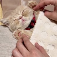 万歳させられる猫