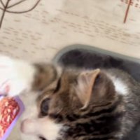 パウチに飛びつく子猫