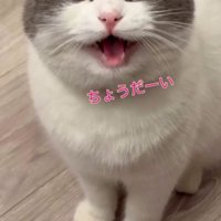 「ちょうだーい」と書かれている