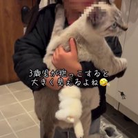 猫を抱っこする女の子