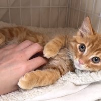 やきそばくん