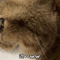飼い主さんとのクオリが近いみにらくん