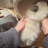 キャリーに入れられる猫