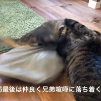 喧嘩する2匹の猫