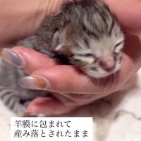 生まれたばかりの子猫