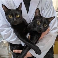 抱えられている2匹の黒猫