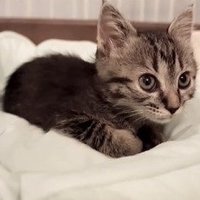 ベッドでくつろぐ子猫2