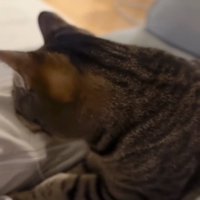飼い主の膝に両前足を乗せている猫の上半身アップ
