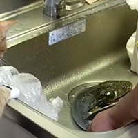 魚を洗う男性と猫