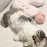 寝ているマンチカンの子猫