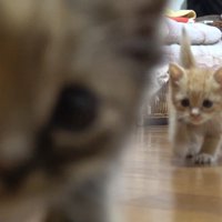 サビちゃんのドアップ