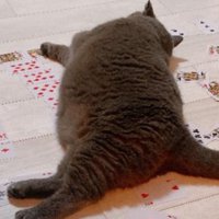 猫とトランプ