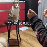 ボールを垂直に投げる男性を見つめる猫