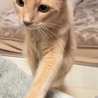 前足でタッチして飼い主に甘える猫