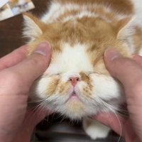 マッサージされる猫さん