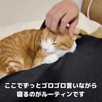 主さんの脇で寝るはっさくくん