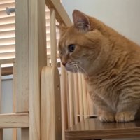 ベッド横のプリンくん