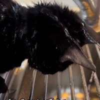 水を浴びている猫