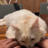テーブルの上でくつろいでいる猫と猫に触れている人