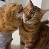 猫の顔をなめる猫